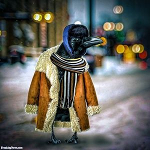 Winter-Raven-in-a-Coat-and-Scarf-126736.jpg
