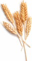 Barley.png